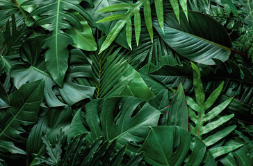 closeup nature view of green monstera leaf and palms background. Flat lay, dark nature concept,...