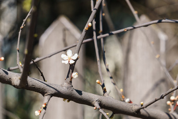 White flowers of cherry plum with yellow stamens on a branch in the spring garden.