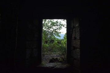 folliage trhoug a door inside ruins