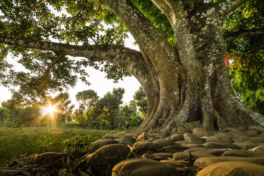Peepal Tree Stock Photos And Royalty Free Images Vectors And Illustrations Adobe Stock