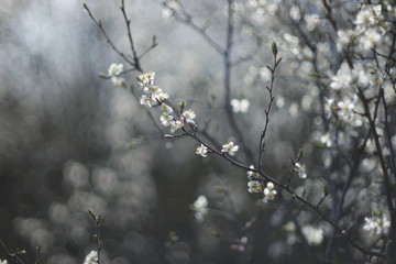 white flowers on a natural blurry background
