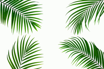 leaves of coconut isolated on white background for design elements, tropical leaf, summer background
