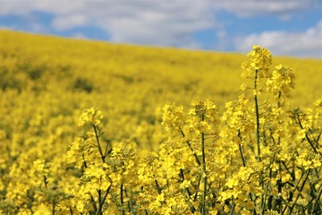 Obraz premium yellow rapeseed field, agriculture, sky, flower, nature, landscape, spring, rapeseed, canola, flowers, plant, blue, summer, oilseed, farm, meadow, crop, oil, green, rural, countryside, beautiful, 