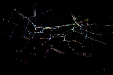 Spider web