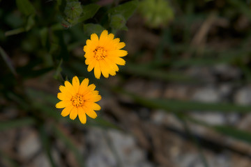 FLOR AMARILLA I