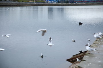 seagulls on the water