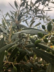 green olives on tree