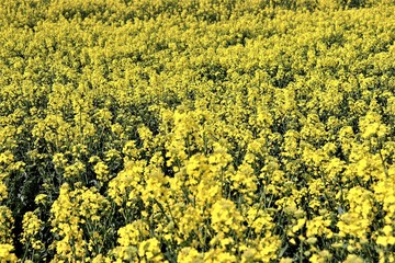 Obraz premium field of yellow flowers, yellow, agriculture, nature, landscape, flower, sky, spring, rapeseed, flowers, plant, canola, countryside, blue, summer, oilseed, meadow, farm, crop, rural, oil, green, 
