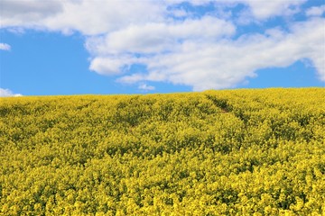 Obraz premium field of yellow flowers, yellow, agriculture, nature, landscape, flower, sky, spring, rapeseed, flowers, plant, canola, countryside, blue, summer, oilseed, meadow, farm, crop, rural, oil, green, 