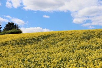 Obraz premium field of yellow rapeseed, yellow, agriculture, nature, landscape, flower, sky, spring, rapeseed, flowers, plant, canola, countryside, blue, summer, oilseed, meadow, farm, crop, rural, oil, green, 
