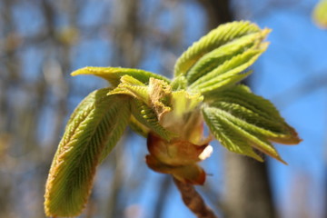 
Young fresh chestnut leaves emerged from buds in spring