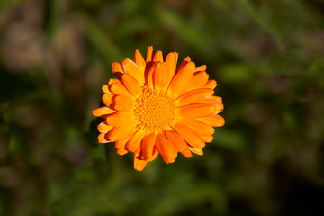 FLOR NARANJA V