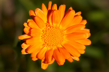 FLOR NARANJA III