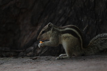 Close up of Small Squirrel Eating Food On The Ground