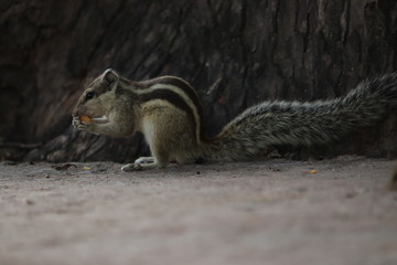 Close up of Small Squirrel Eating Food On The Ground