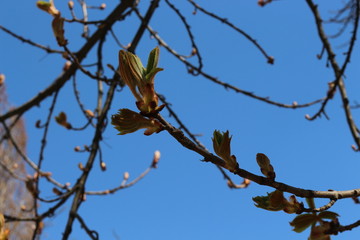 
Young fresh chestnut leaves emerged from buds in spring