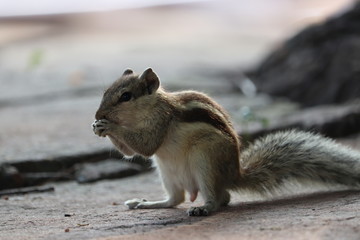 Close up of Small Squirrel Eating Food On The Ground