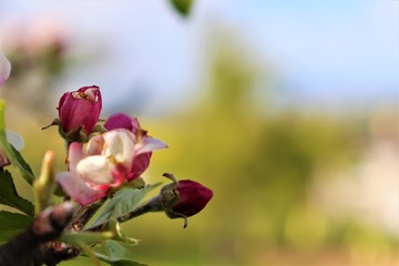 ladybird on a flower,tree, forest, nature, sky, trees, leaves, sun, green, leaf, branches, spring, summer, branch, blue, sunlight, park, foliage, autumn, landscape, woods, wood, environment, light, 