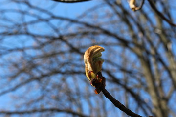 
Young fresh chestnut leaves emerged from buds in spring