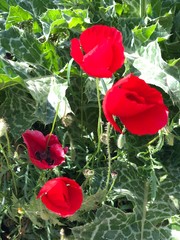 poppies