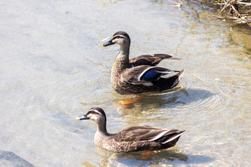 two ducks on the water