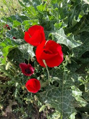 poppies