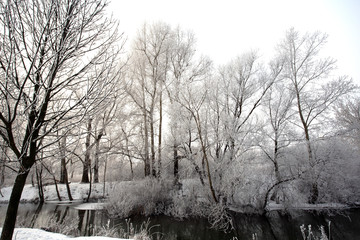 trees covered with frost on the lake shore