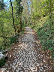 footpath in the woods