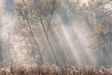 Airy Autumn Landscape In Pastel Colors With Grass And Cobwebs. The Rays Of The Sun Pass Through The Morning Fog. Perfect Misty Sunrise In The Forest - 343441717
