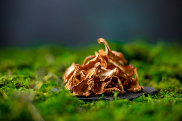 Board with dried chanterelles mushroom on green grass russian cuisine