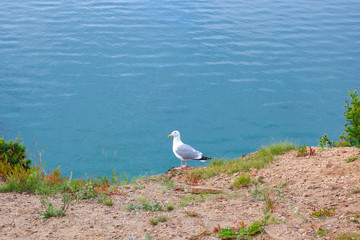Fototapeta na wymiar A seagull stands on a rocky shore against the background of the sea. Wild bird in a natural habitat. Olkhon Island, Lake Baikal, Russia.