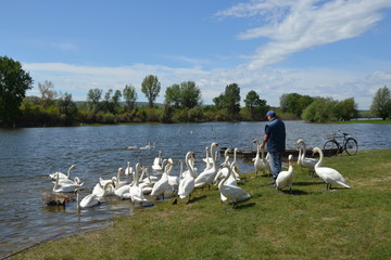 Novi Sad, Serbia, 22nd April 2012. - Man feeding swans near the water on sunny spring day