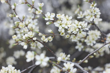 white flowers on a natural background