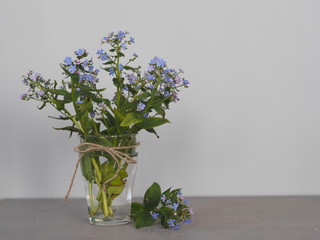 Floral background.Spring tender blue forget-me-not flowers in a glass on a gray wooden table.