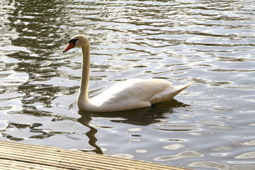 Fototapeta premium white swan swims in a pond