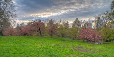 Central Park in spring