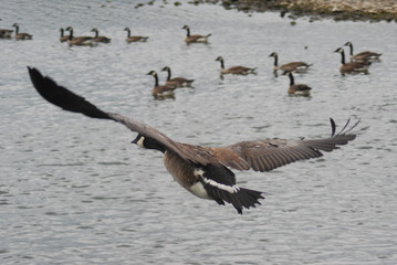 Naklejka premium Canada Geese