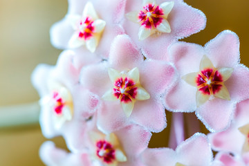 Close up of star shaped white pink flowers of Hoya carnosa or porcelain flower or wax plant. Common house plant with dark green waxy foliage and sweetly scented flowers with nectar drops in sunlight.