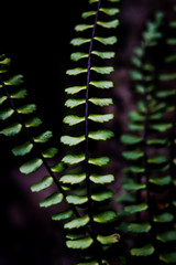 
leaves on a dark background