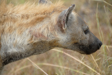 Spotted Hyena, Kruger National Park, South Africa