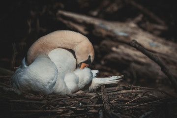 swan sits in the nest