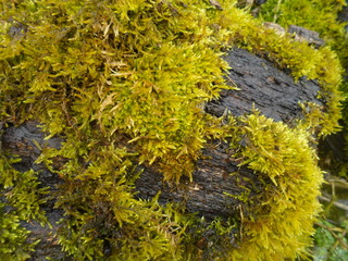 moss