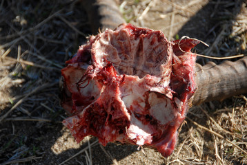Antelope skull, Kruger National Park, South Africa