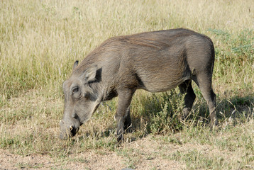 Naklejka na ściany i meble Warthog grazing, Kruger National Park, South Africa