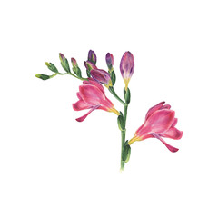 Botanical watercolor vector illustration of freesia on white background. Could be used web design, polygraphy or textile