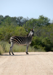 Fototapeta na wymiar Zebra standing in middle of dirt road, Kruger National Park, South Africa