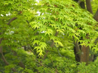 新緑のもみじの葉