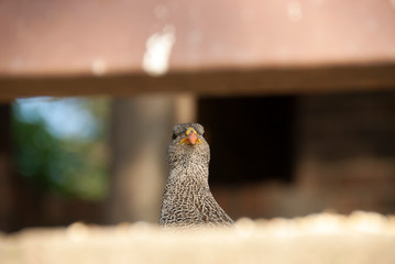 Francolin looking out on patio, Kruger National Park, South Africa