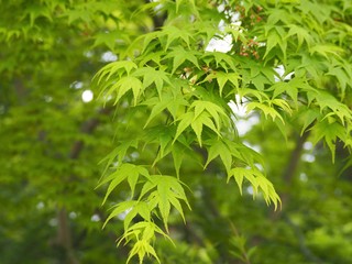 新緑のもみじの葉