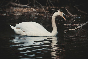swan swims in the lake